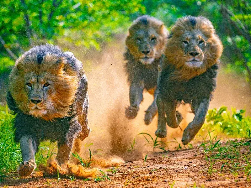 Best of Three Rivers: Luxury Zimbabwe & Botswana Tour